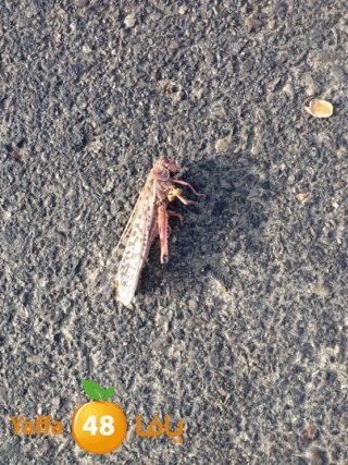 newjaradmina2yafa39 (3).JPG